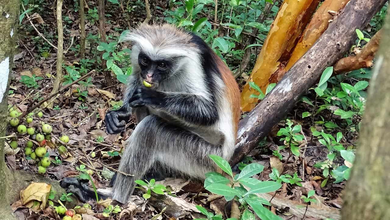 Ngaiza Adventures Jozani Forest Zanzibar,,(1)