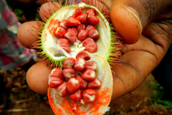 Ngaiza Adventures Spice Tour In .zanzibar