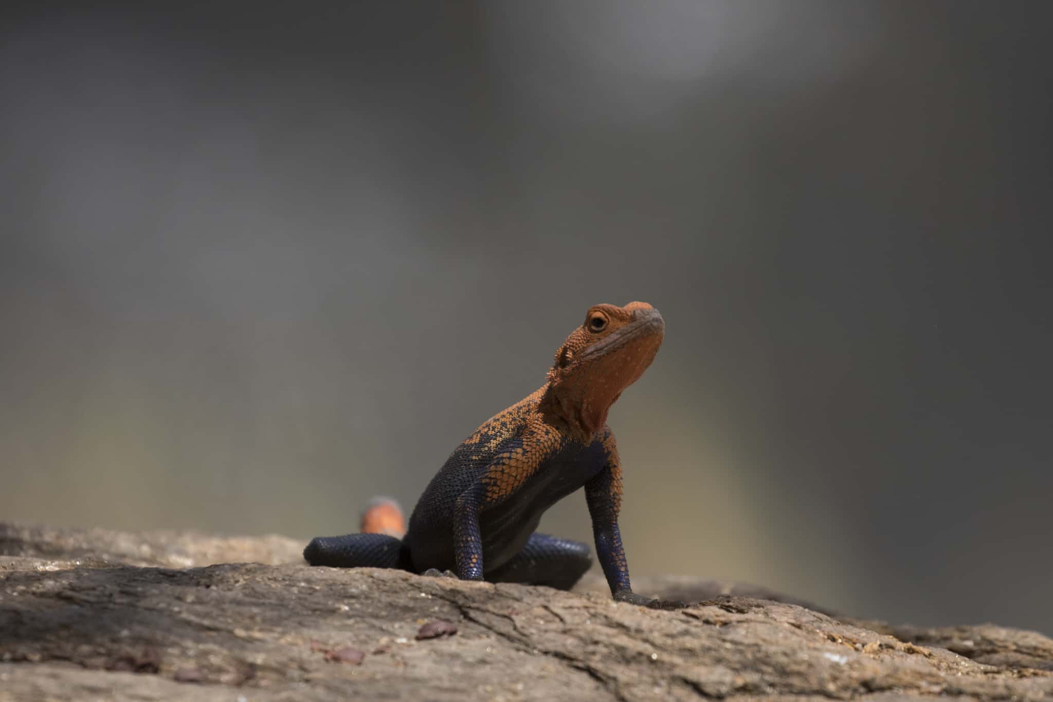 Red Headed Rock Agama