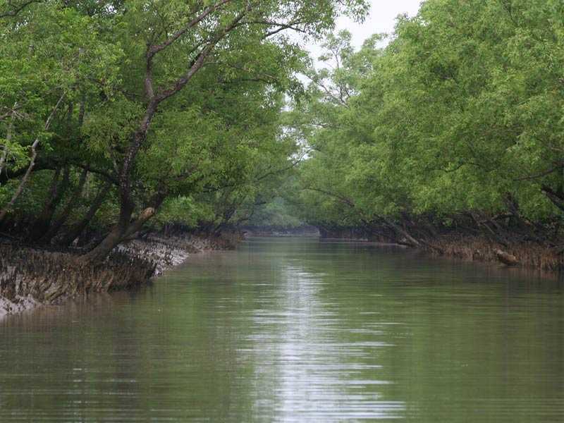 Sundarban 1