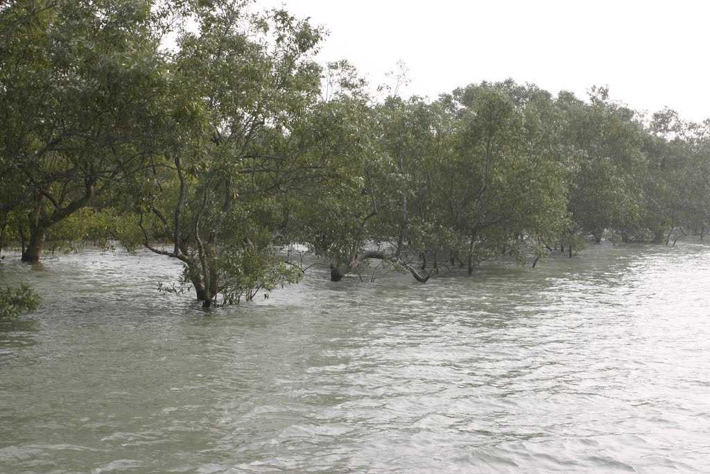 Sundarban 4