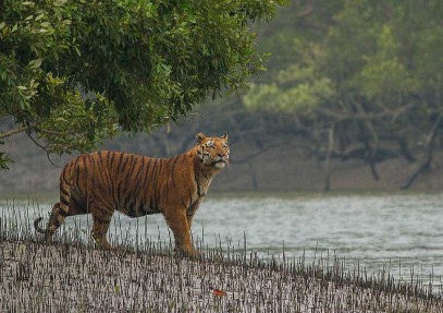 Sunderban Mangrove Wetland & Tiger Reserve