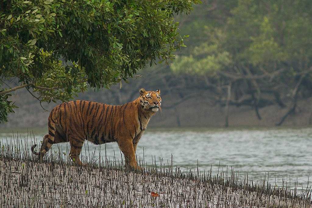 Sundarban 5