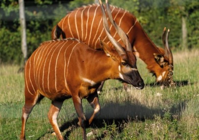 8 Days Kenya Classic Safari