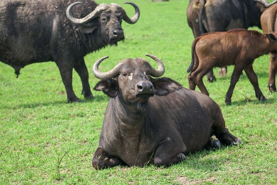 African Buffalo In Masai