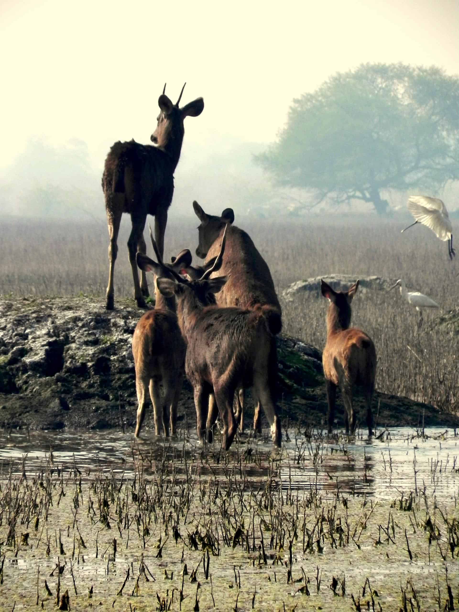 Bharatpur Keoladeo National Park 130