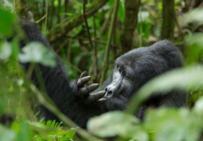 3 Days Gorilla Tracking Uganda