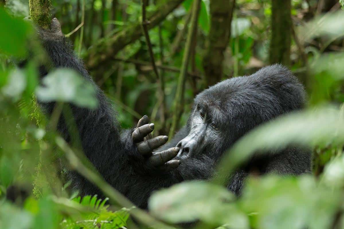 Bwindi Forest Gorilla Smelling Hands