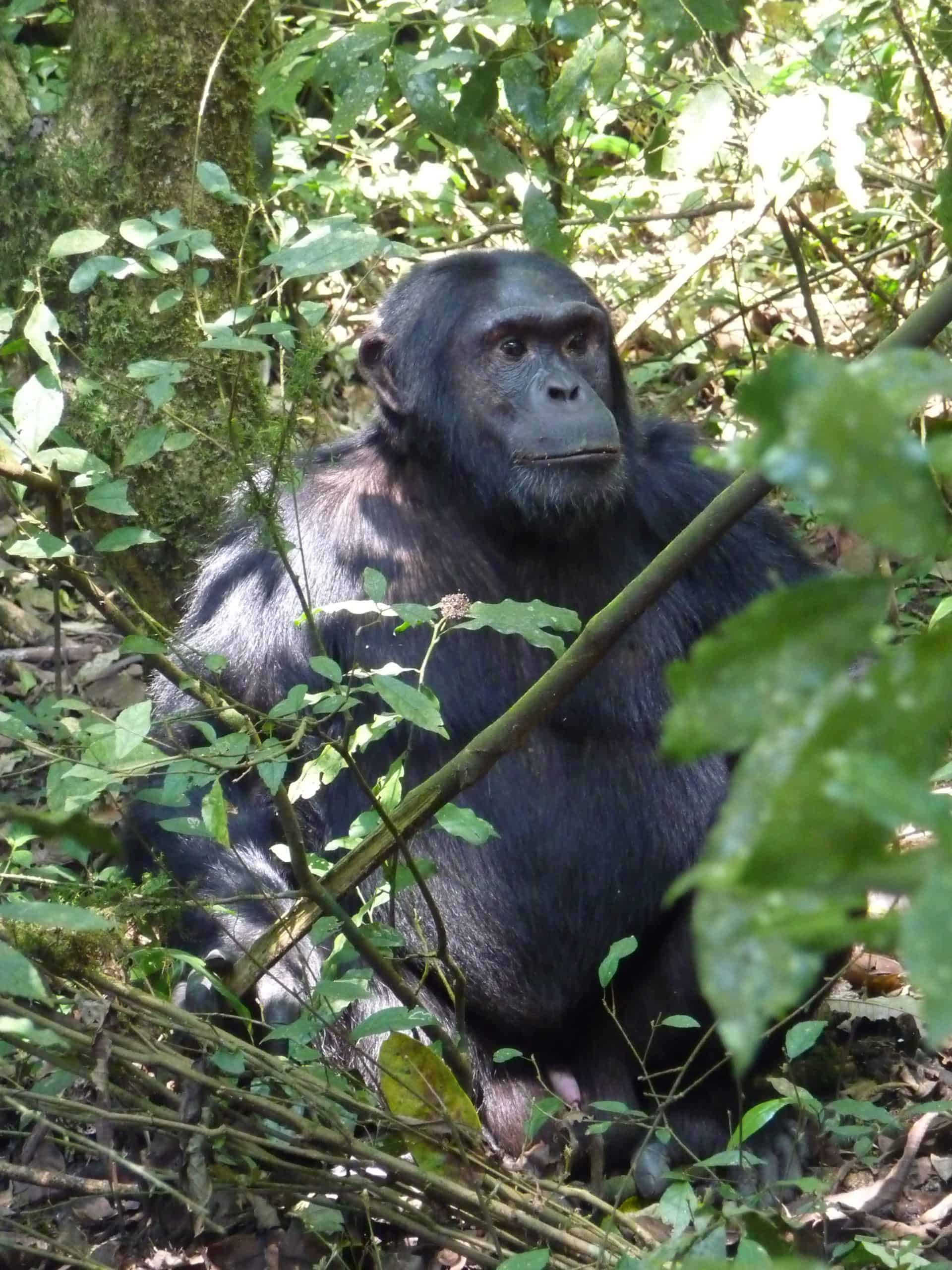 Chimpanzee