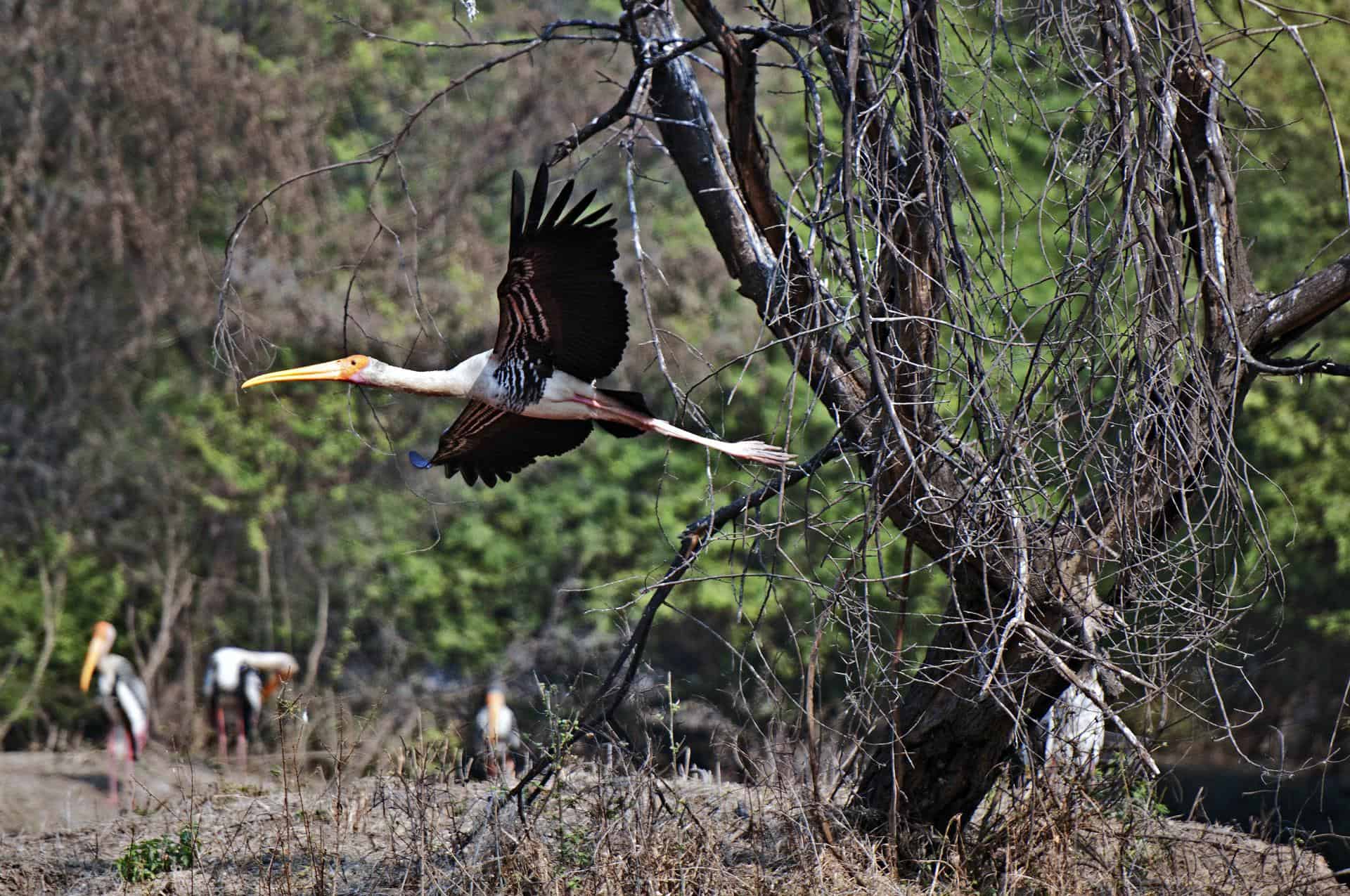 Delhi Bharatpur 10