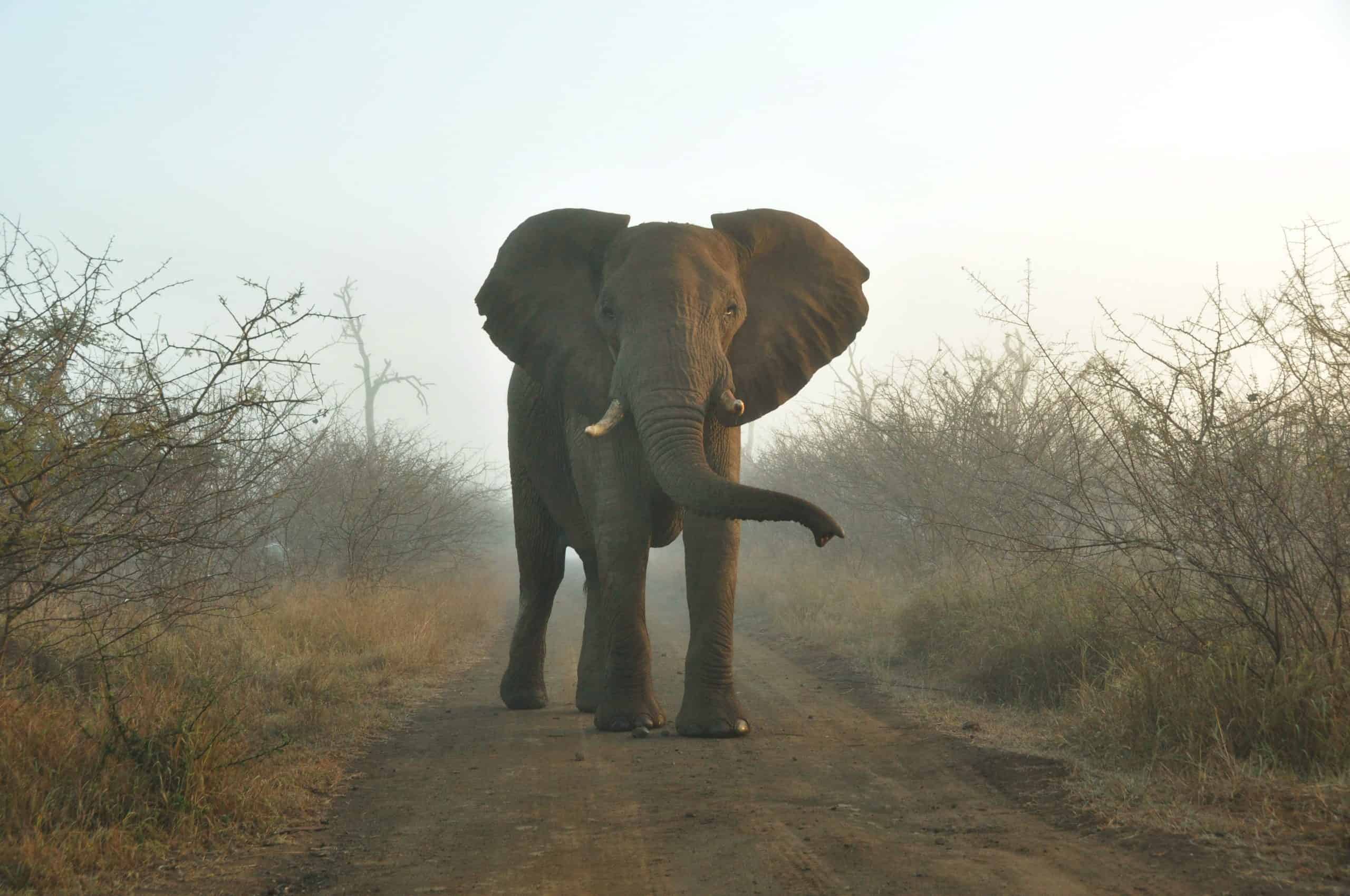 Elephant In Hlane
