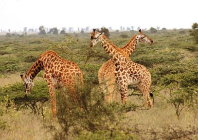 12-Day Kenya & Tanzania Safari