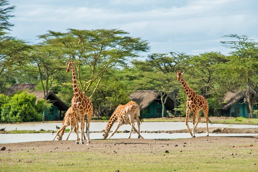 Giraffes At Waterhole Serena Sweetwaters Camp