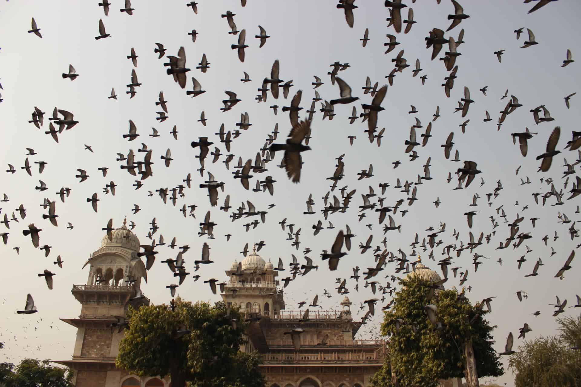 Jaipur Albert Hall 0