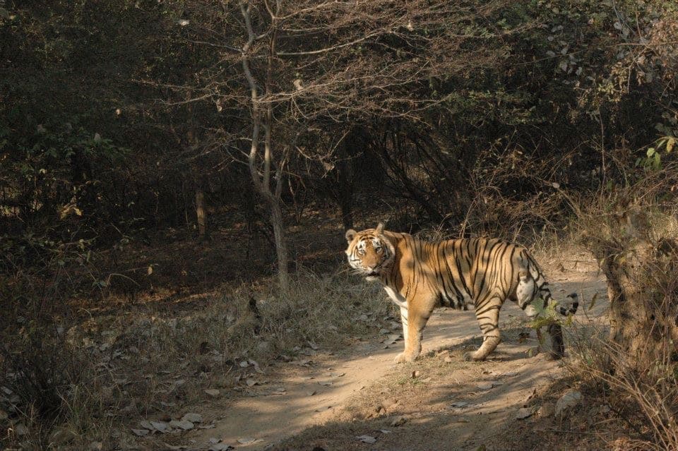 Jaipur Ranthambore National Park 50