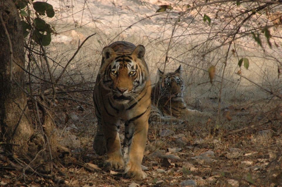 Jaipur Ranthambore National Park 51