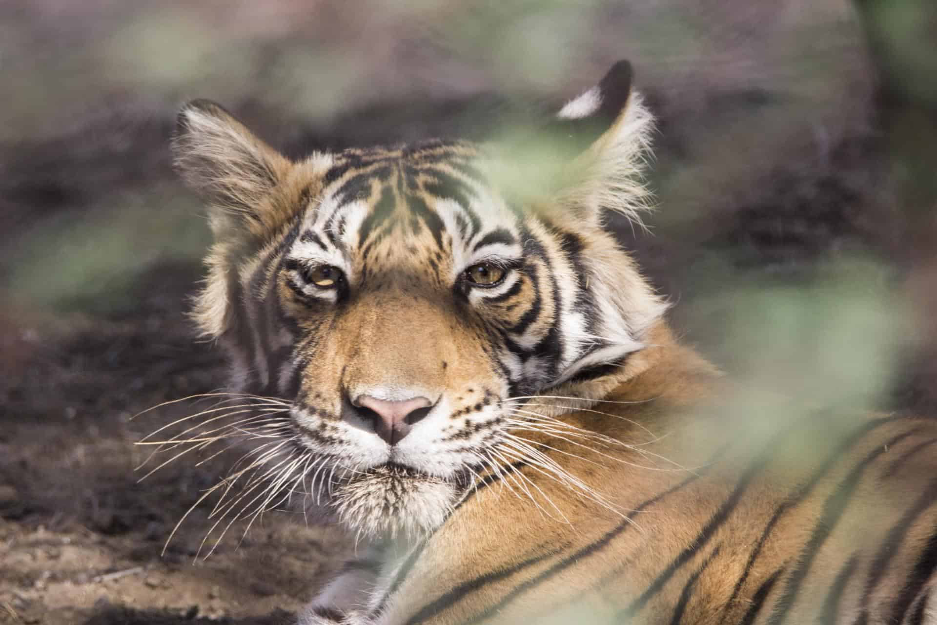 Jaipur Ranthambore National Park 60