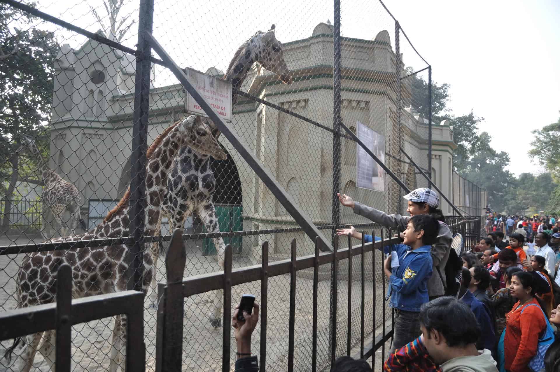 Kolkata Alipore Zoological Garden 105