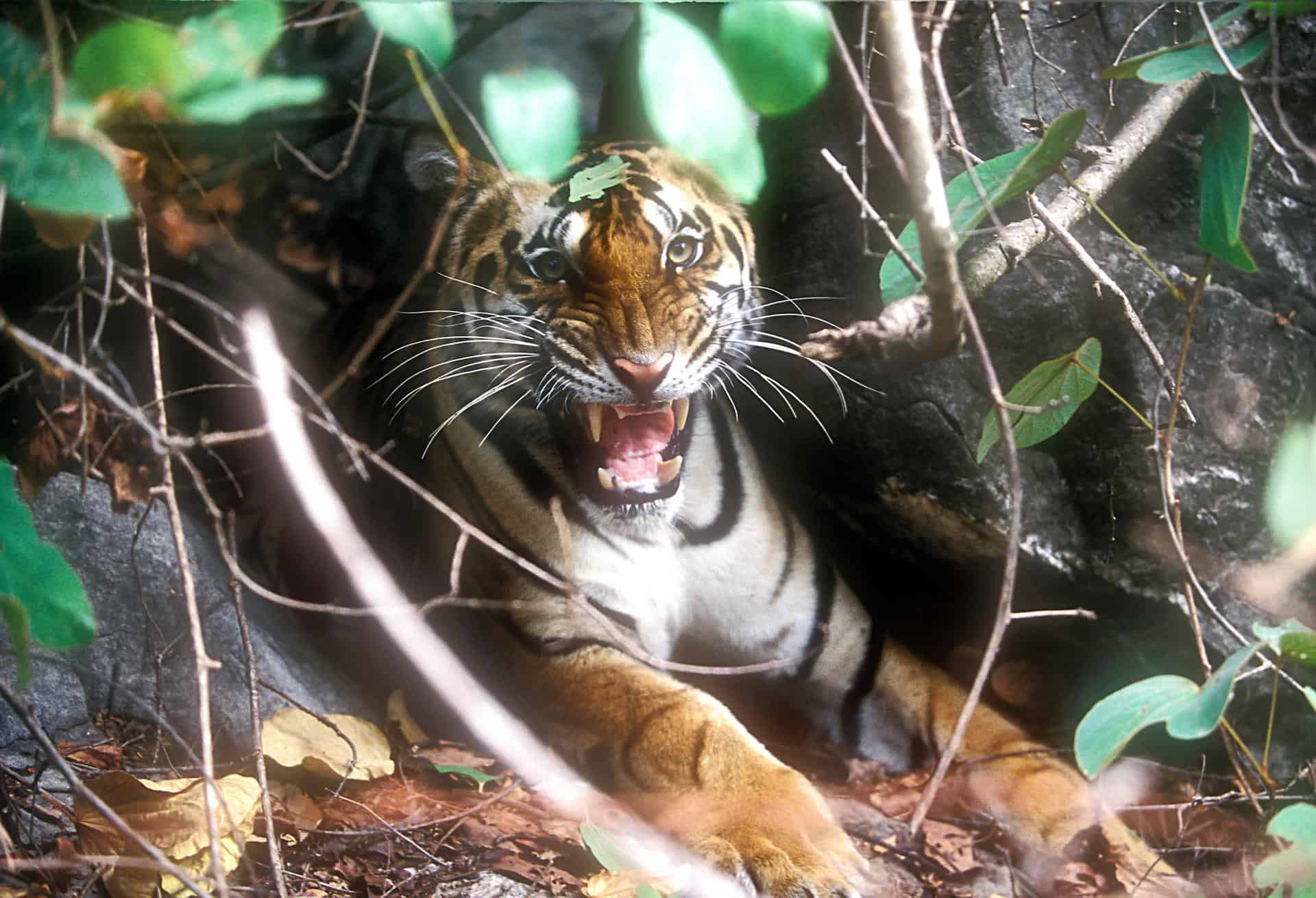 Kolkata Sunderbans 10