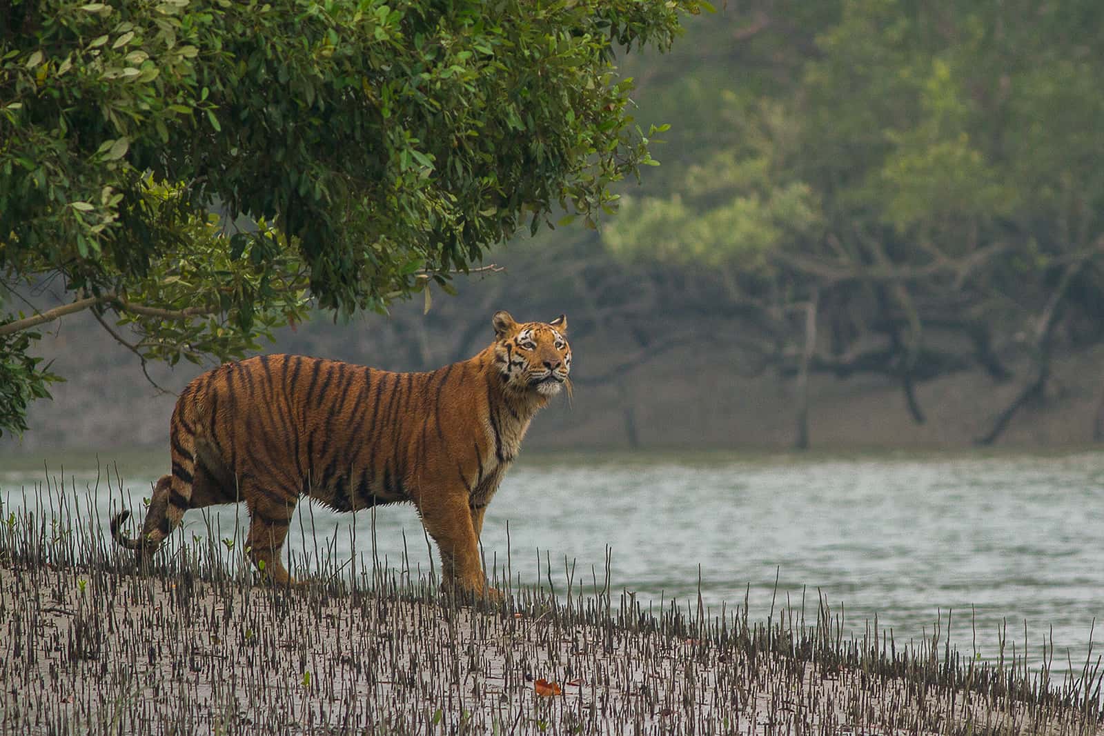 Kolkata Sunderbans 170