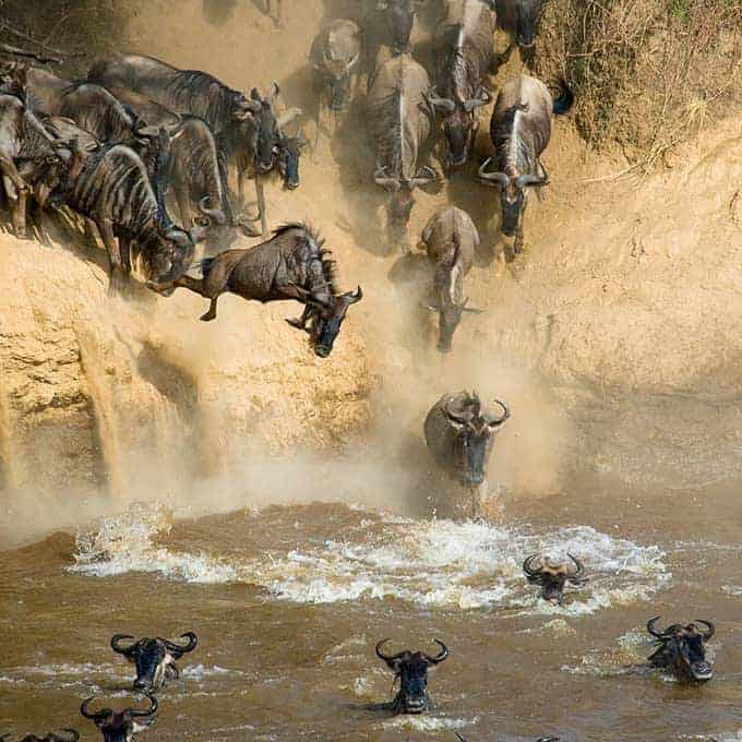 Masai Mara Great Migration River Crossing Kenya Small