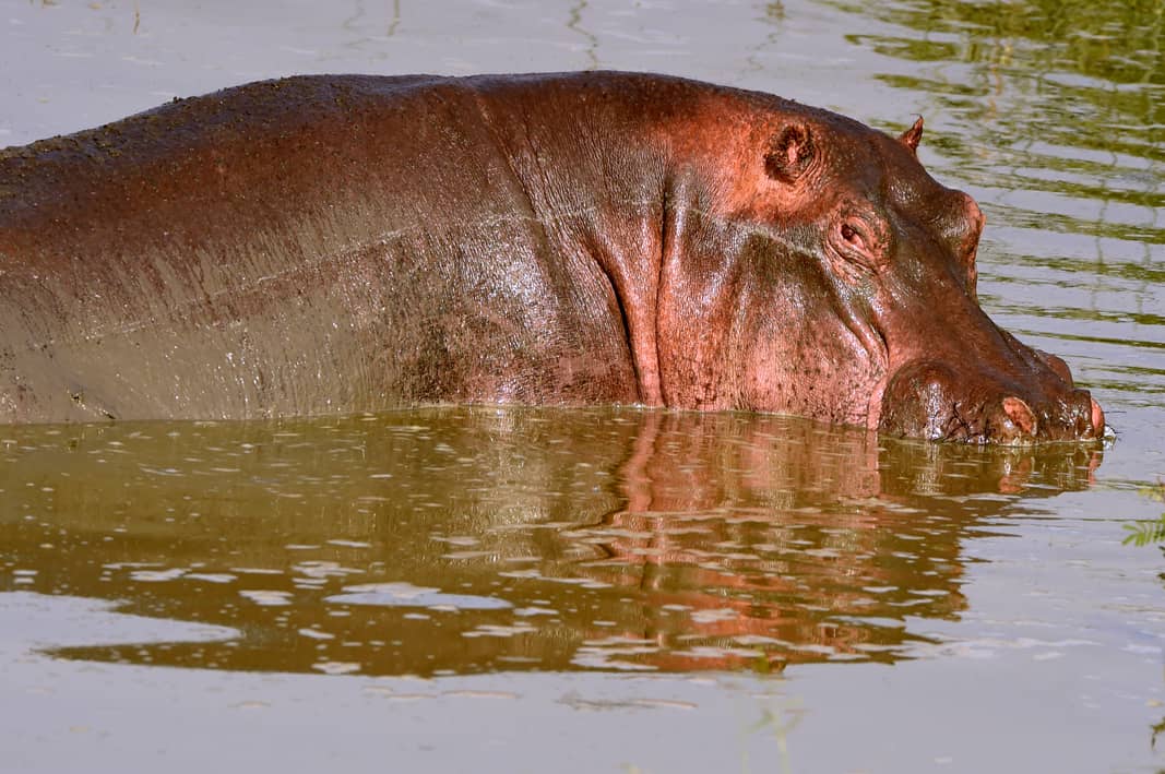 Old Hippo In Water