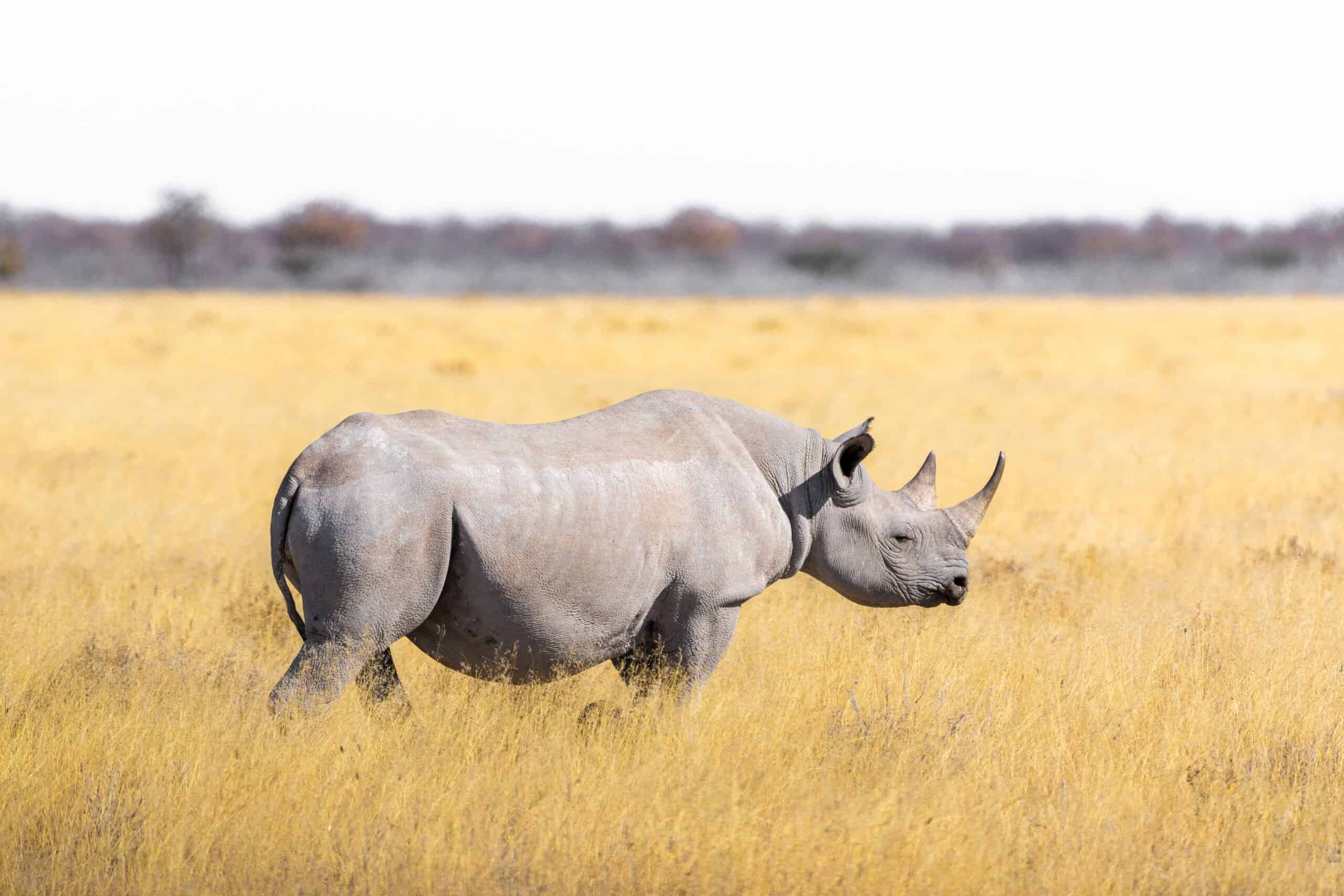Rhino Jossec Safaris