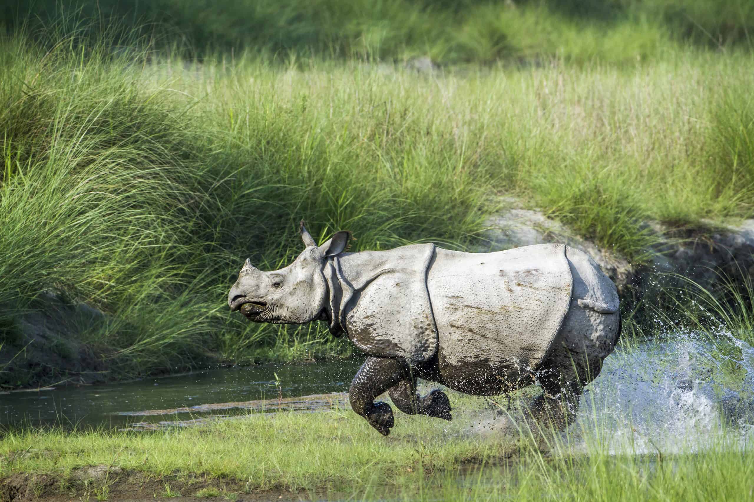 Chitwan National Park