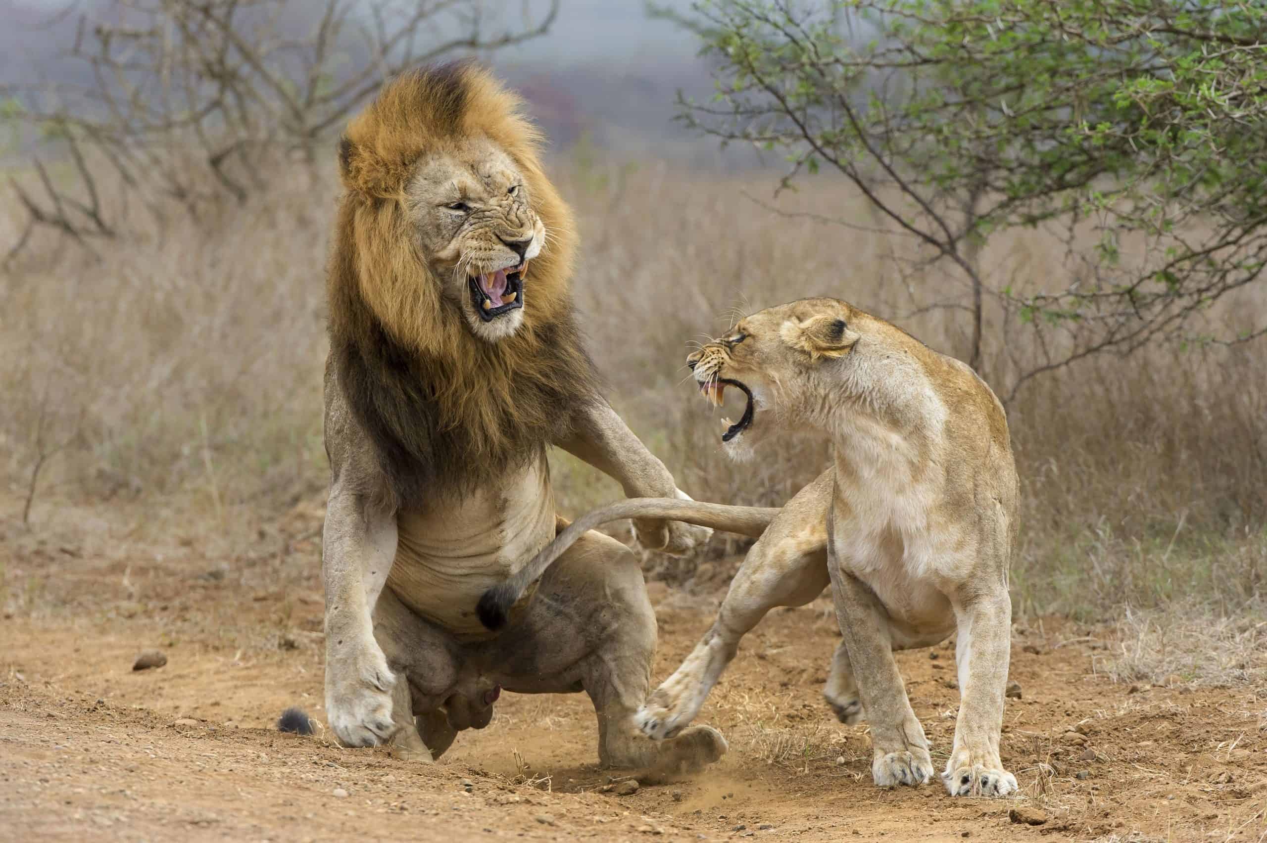1438703151 Lion