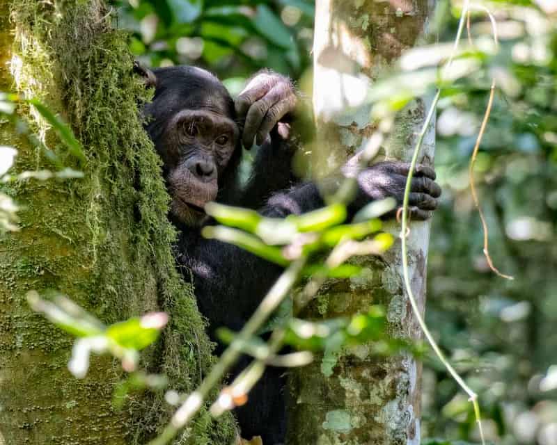 3 Days Rwanda Chimpanzee Trekking Safari Chimpanzees In Nyungwe Forest National Park Rwanda
