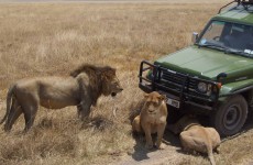 4-Day Tanzania Join Group Shared Safari
