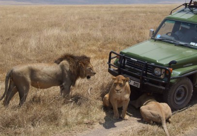 4-Day Tanzania Join Group Shared Safari