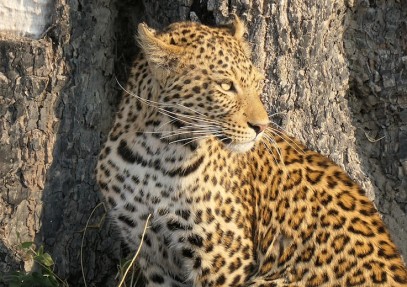7-Day Brave Explorer – Khwai & Savuti