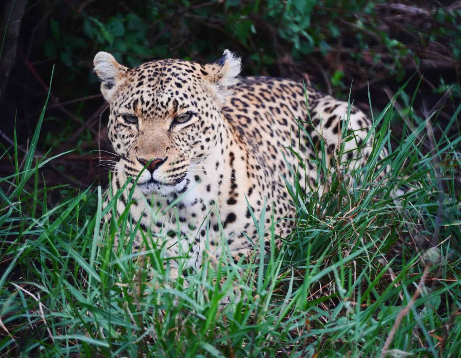 Africa Natural Tours Tanzania National Park (182)