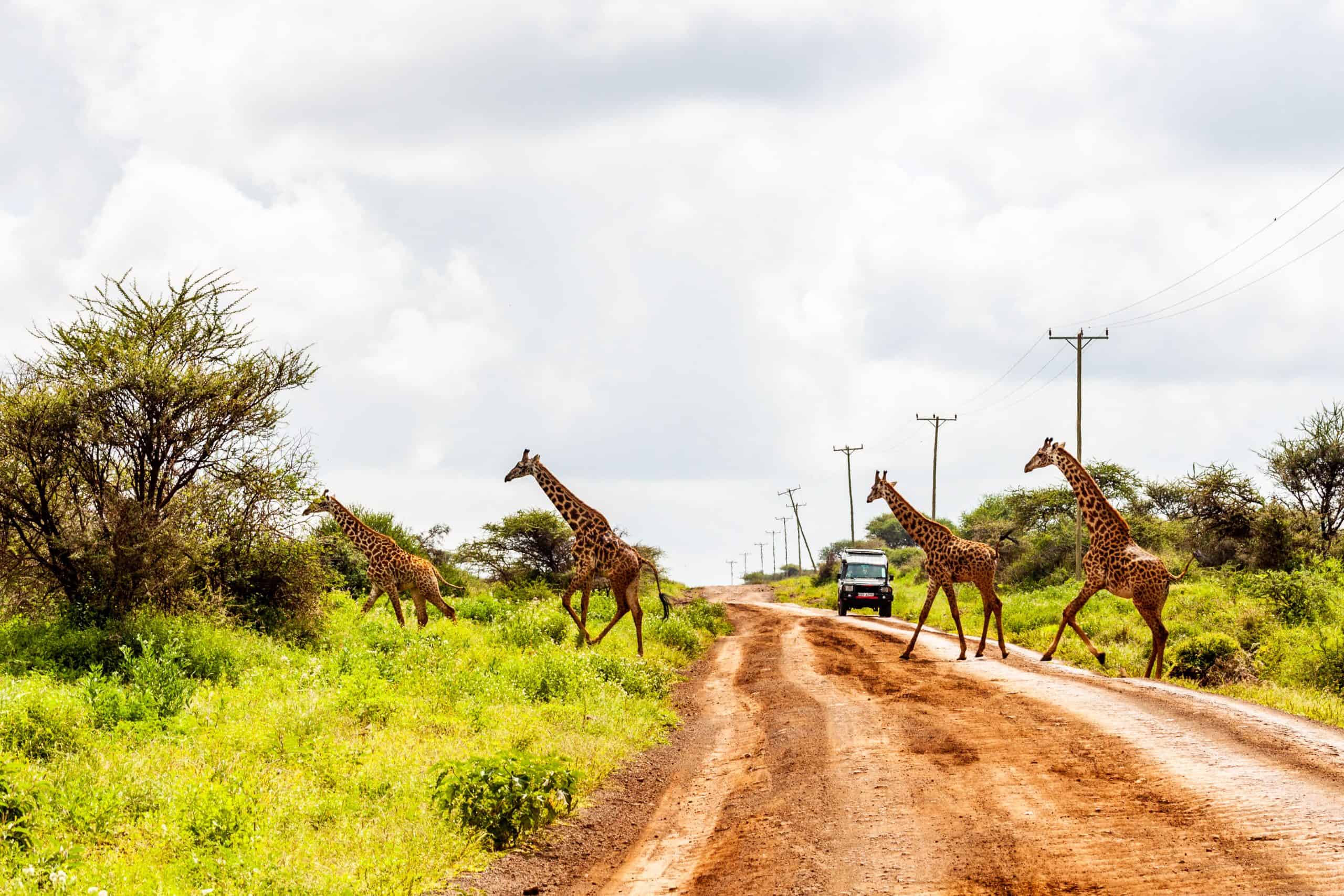 Amboseli National Park by Africa Vacation Safaris