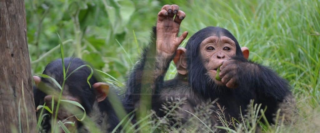 Chimpanzee In Kibale Forest National Park 1024x427