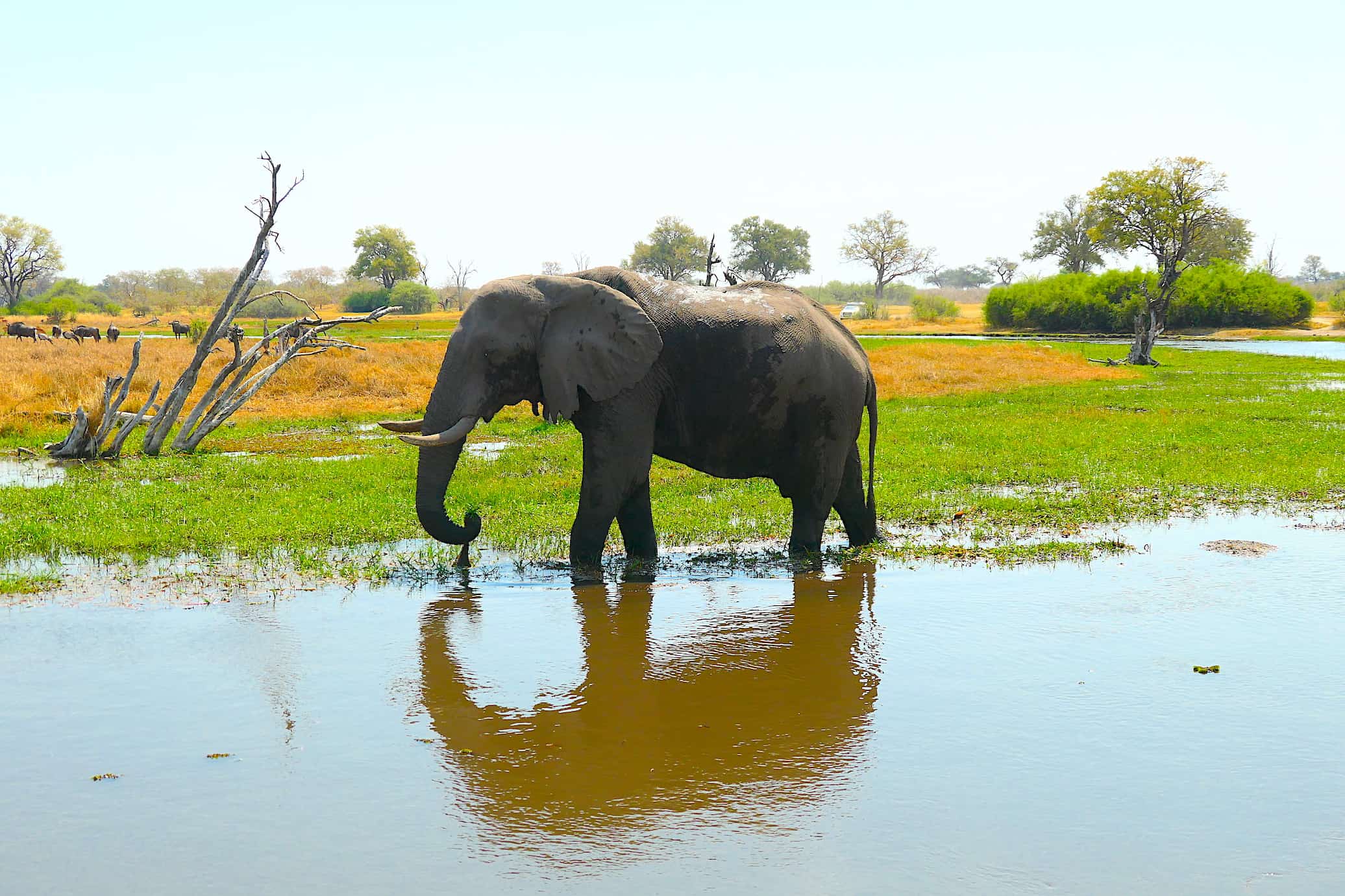 Elephant Reflection
