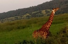 3 Days Budget Masai Mara Safari