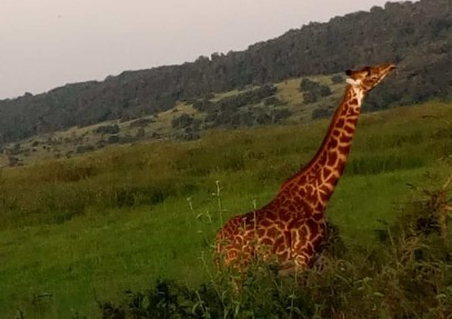 3 Days Budget Masai Mara Safari