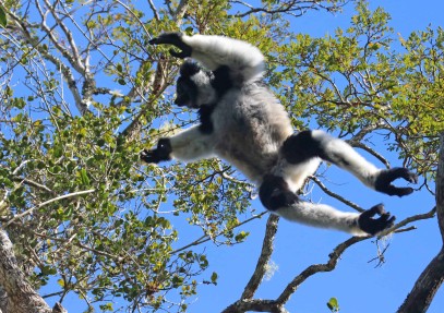 14-Day Madagascar Wildlife Tour
