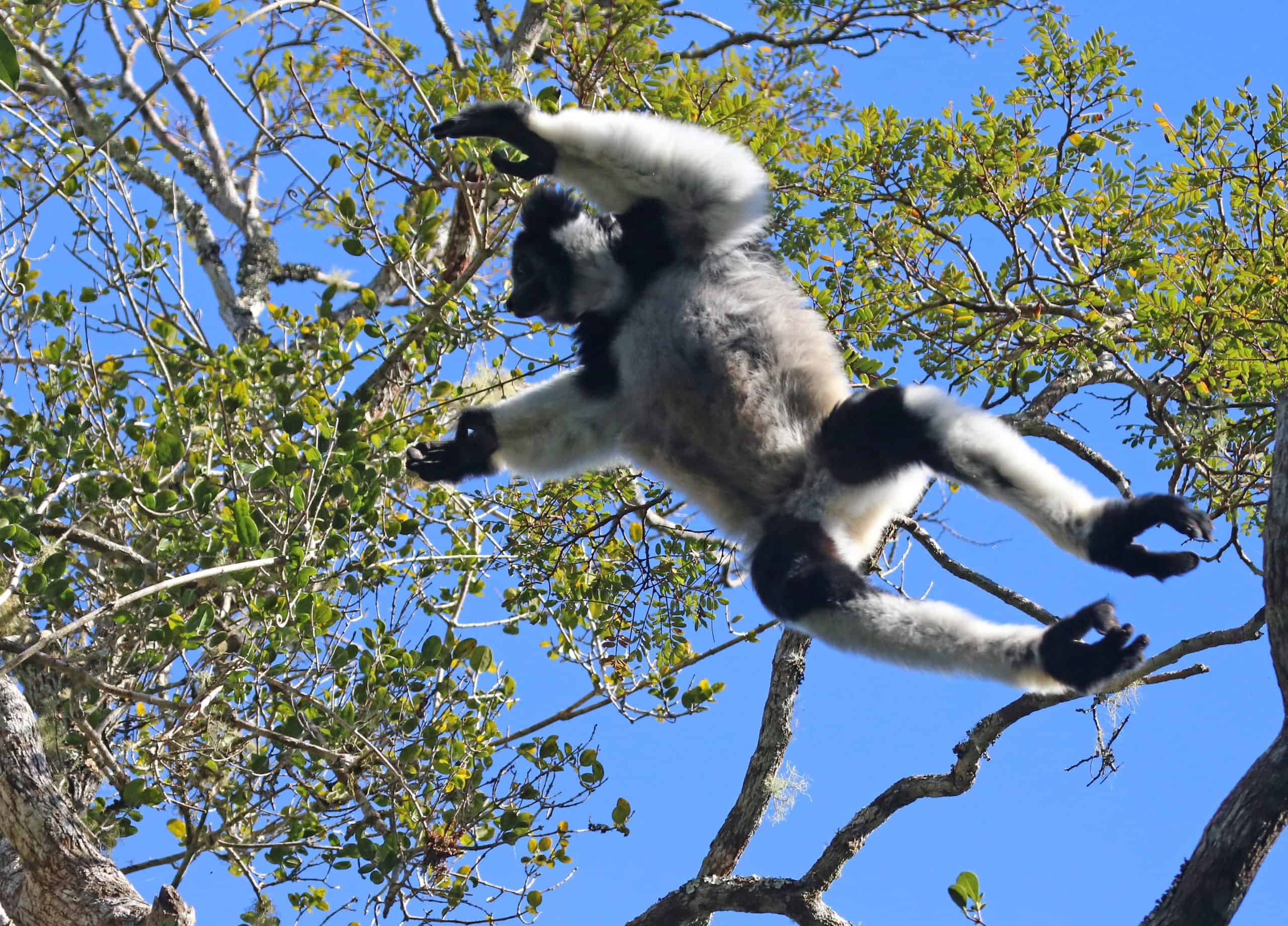 Img 04 (57) Indri