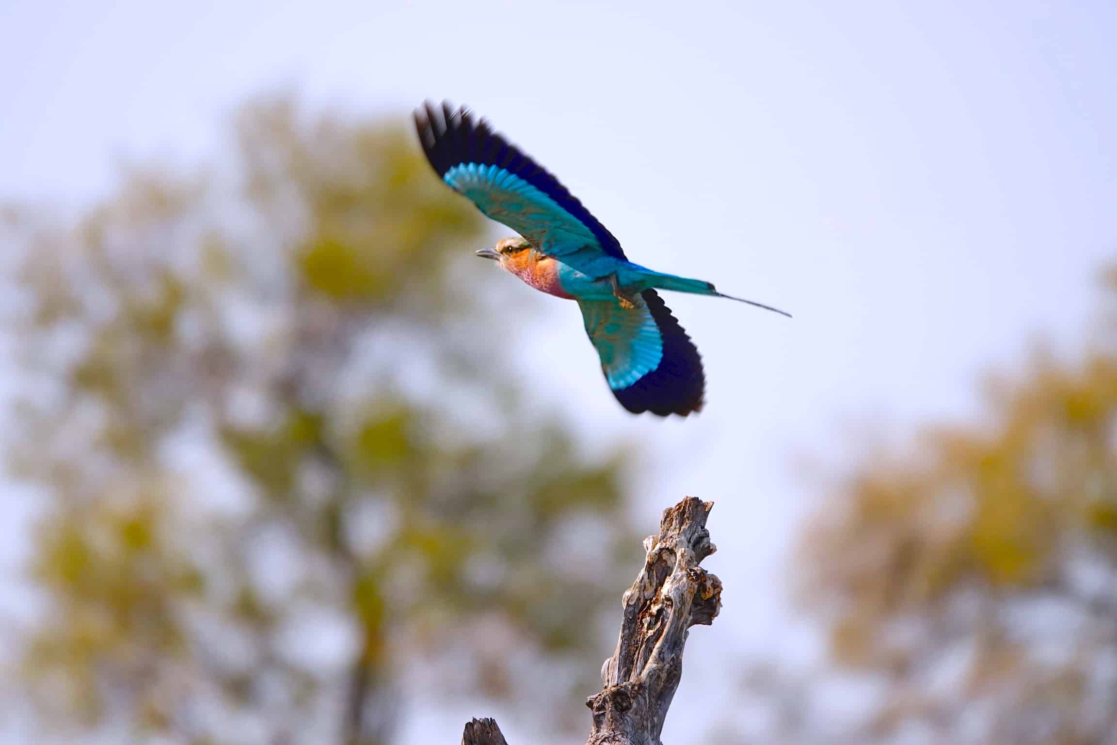 Lilac Breasted Roller
