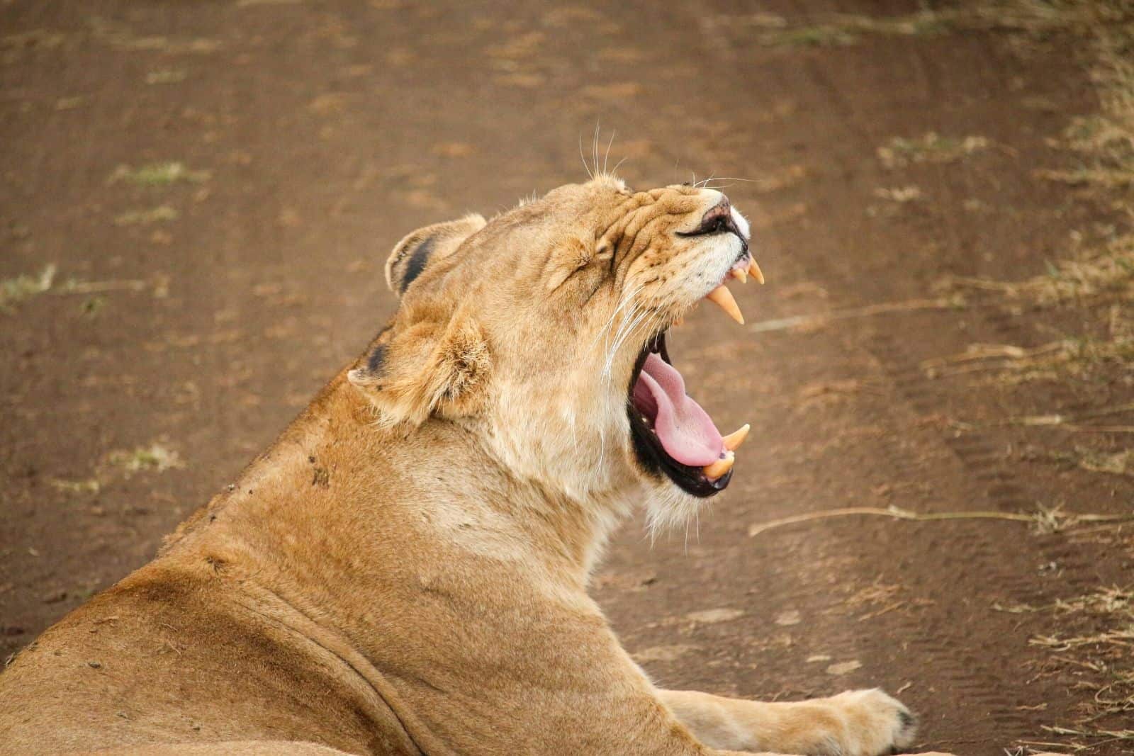 Ngorongoro Crater Africa Vacation Safaris (1)