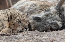 Land of Snow Leopard & Brown Bears