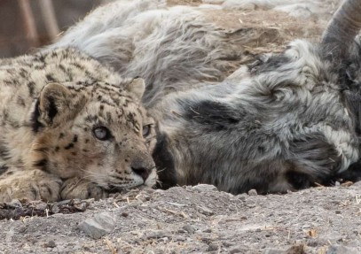 Land of Snow Leopard & Brown Bears