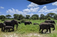 5-Day Northern Tanzania Sharing Safari