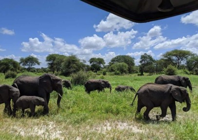 5-Day Northern Tanzania Sharing Safari