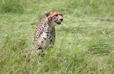 3-Day Masai Mara Safari Tour