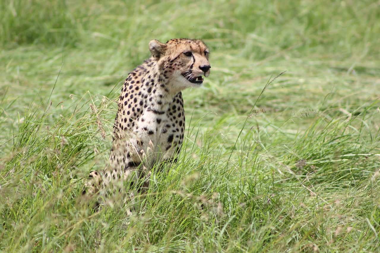 Cheetah 2833273 1280