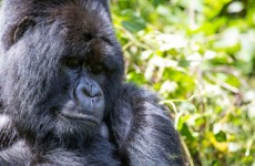 4 Days Gorilla and Chimpanzees Trek